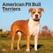 BrownTrout; American Pit Bull Terriers | 2027 12 x 24 Inch (Hanging) Monthly Square Wall Calendar | Plastic-Free; Category:Wall Calendars; Image:2